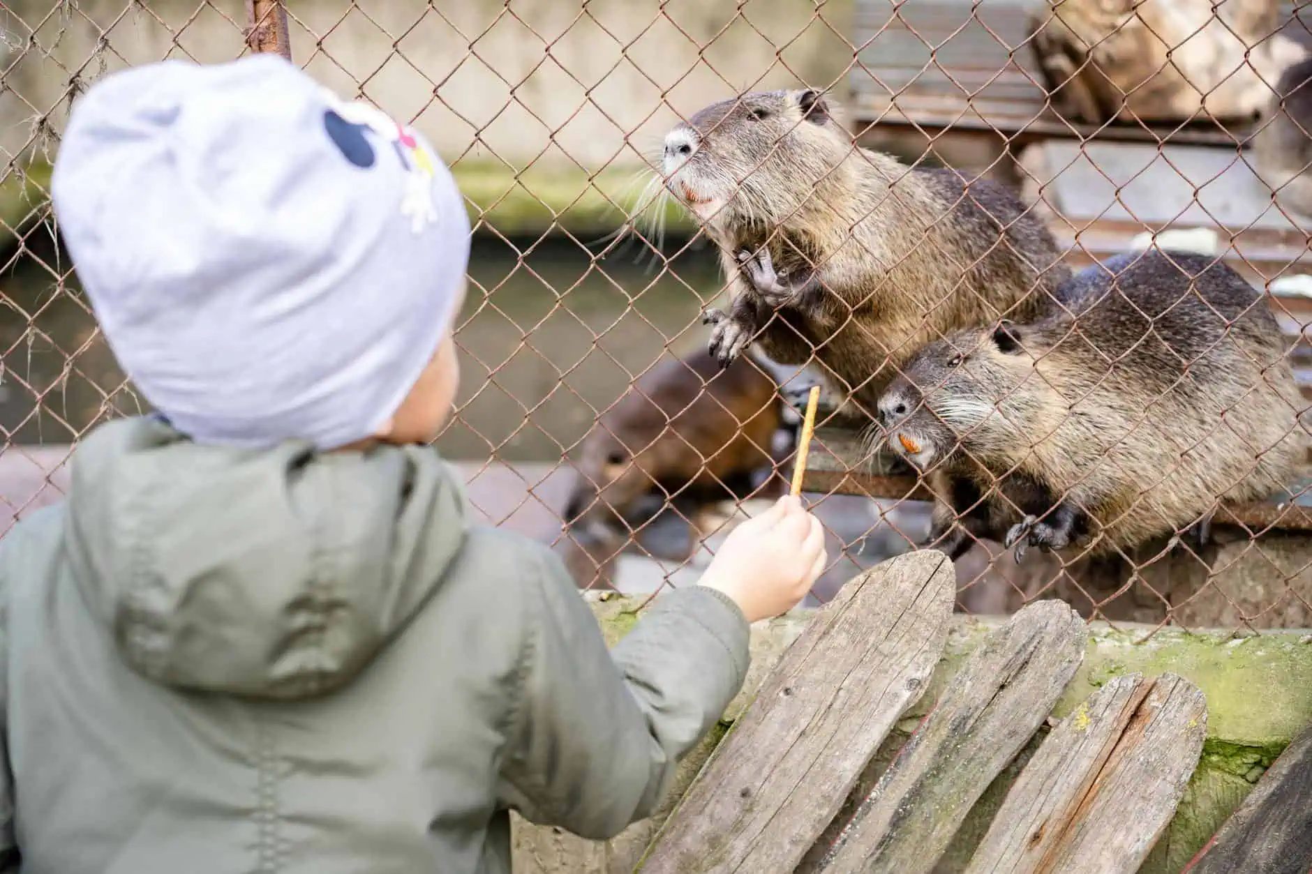 Jak zorganizować niezapomniane urodziny w Zoo dla dziecka